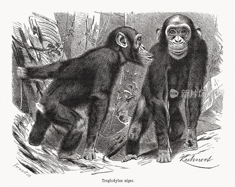 黑猩猩(Pan troglodytes)，木刻，出版于1891年